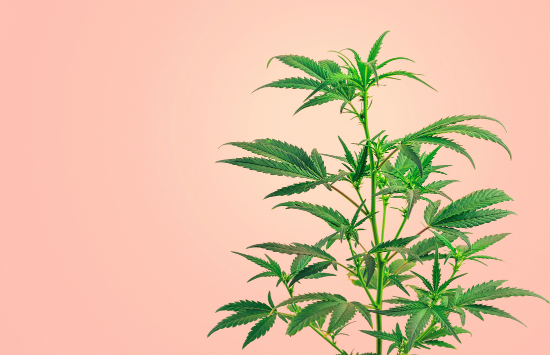 Spot the Difference: CBD vs Hemp vs Marijuana vs Cannabis