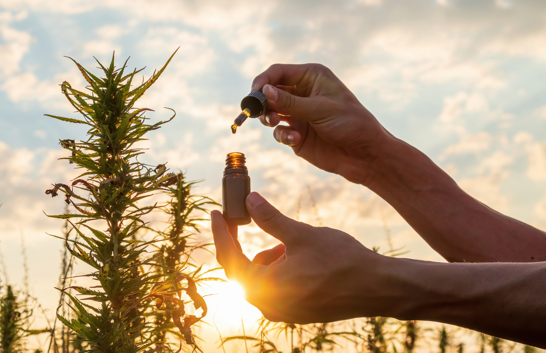 CBD 101: The Science of CBD