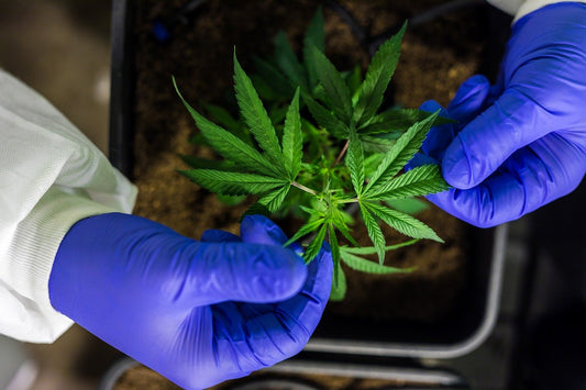 person examining cannabis plant wearing blue gloves