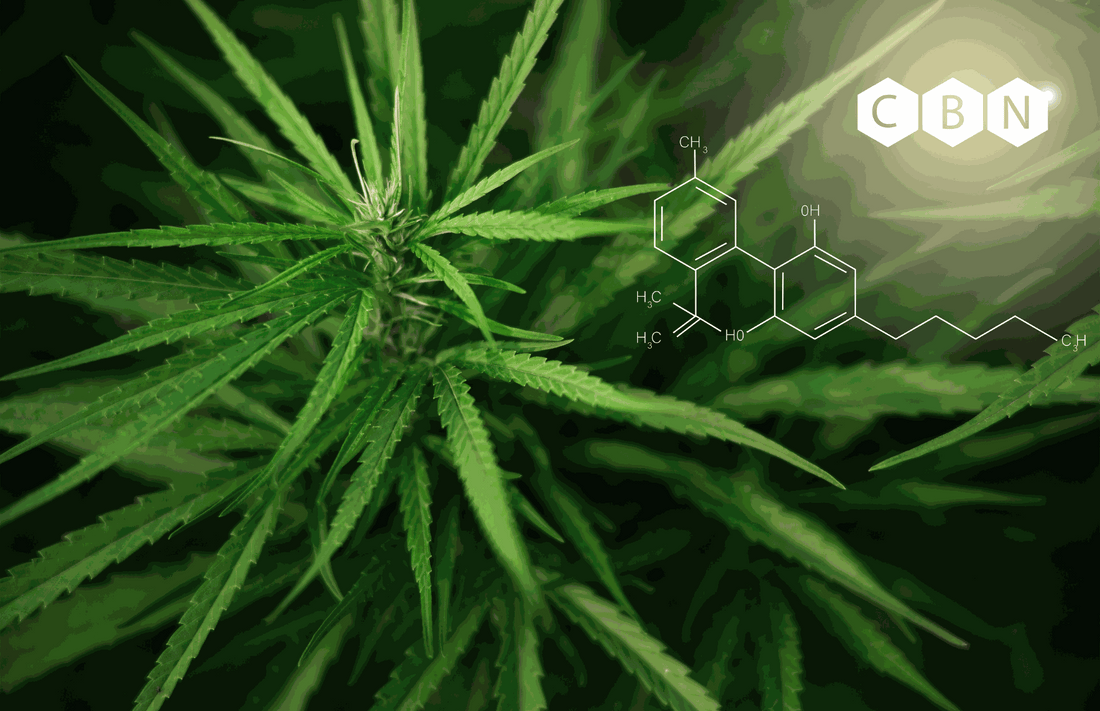 A USDA Organic broad-spectrum CBD softgel with CBN on a wooden bedside table at dusk, soft warm light, bottle visible with COA label.