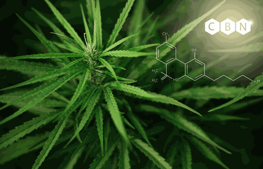 A USDA Organic broad-spectrum CBD softgel with CBN on a wooden bedside table at dusk, soft warm light, bottle visible with COA label.