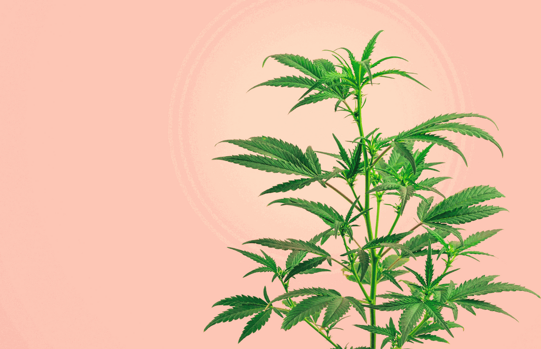 Spot the Difference: CBD vs Hemp vs Marijuana vs Cannabis