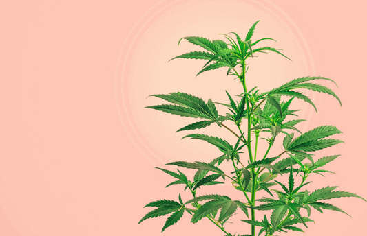 Spot the Difference: CBD vs Hemp vs Marijuana vs Cannabis
