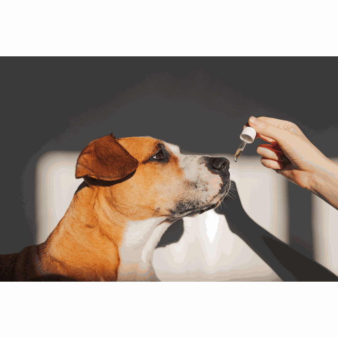 Dog owner giving CBD oil to a calm dog at home — honest dosing guide