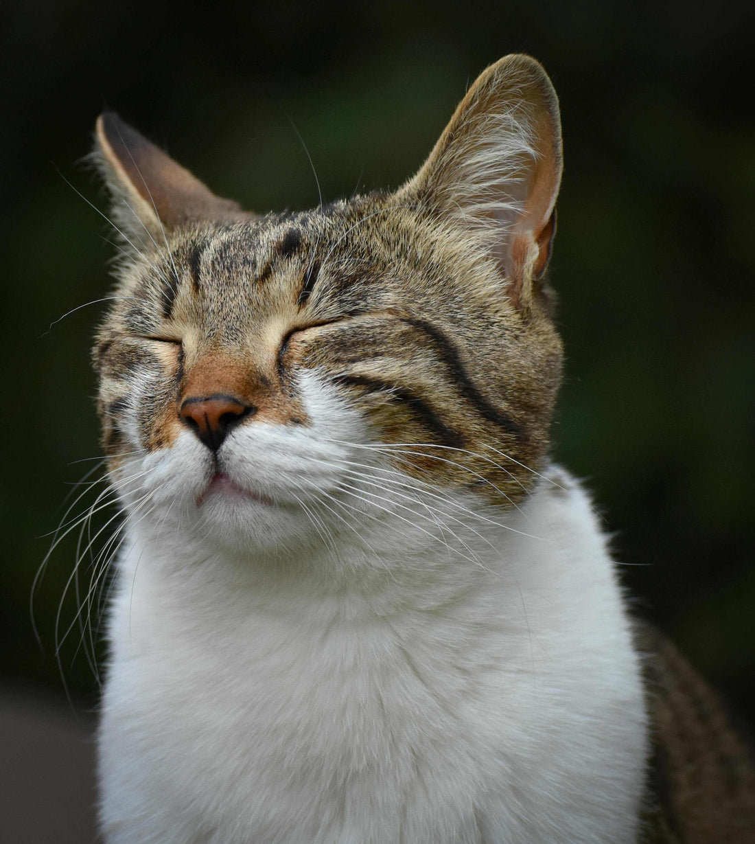 Calm tabby cat resting on a soft blanket near a small jar of organic CBD treats