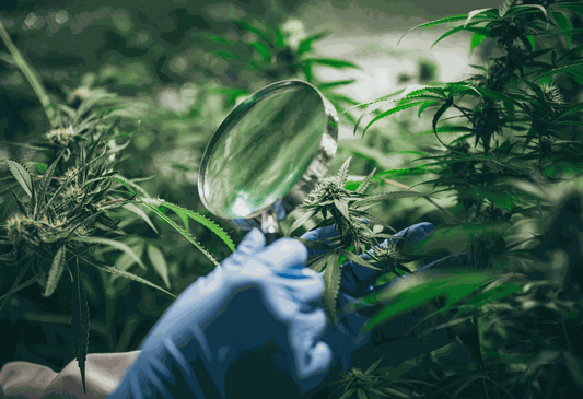 Soothe Organic USDA Certified Organic CBD tincture on a wooden counter in Casper, Wyoming