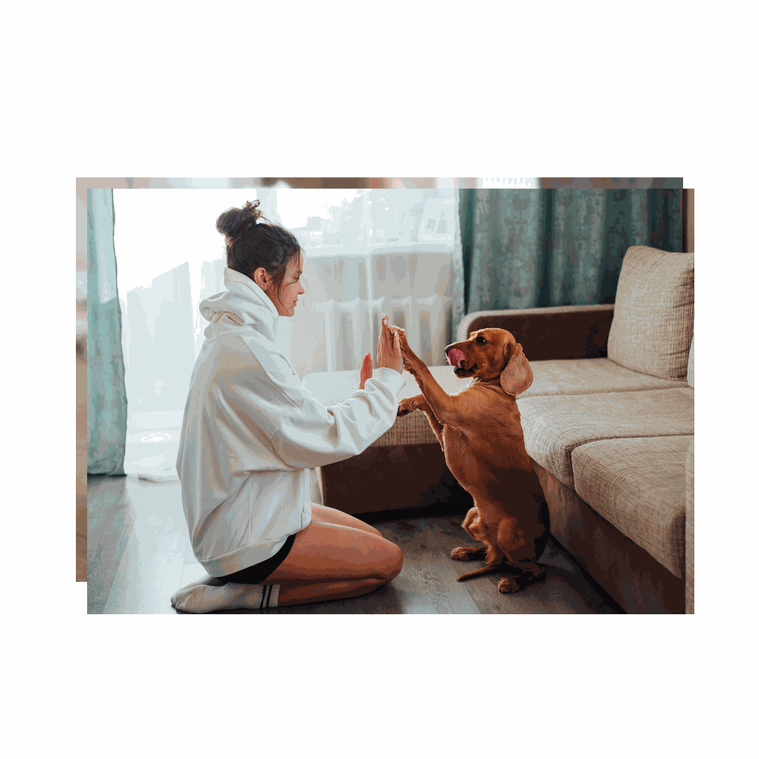 Senior dog giving a high five — gentle organic CBD chews for aging joints
