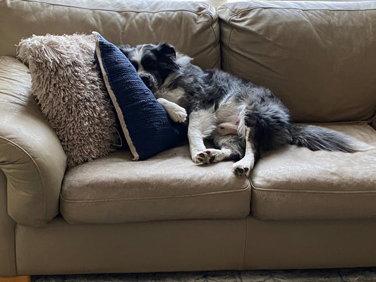 chilling after a dog hemp chew