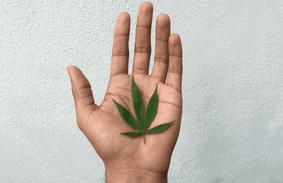 Hemp plant close-up — what early research says about THCV