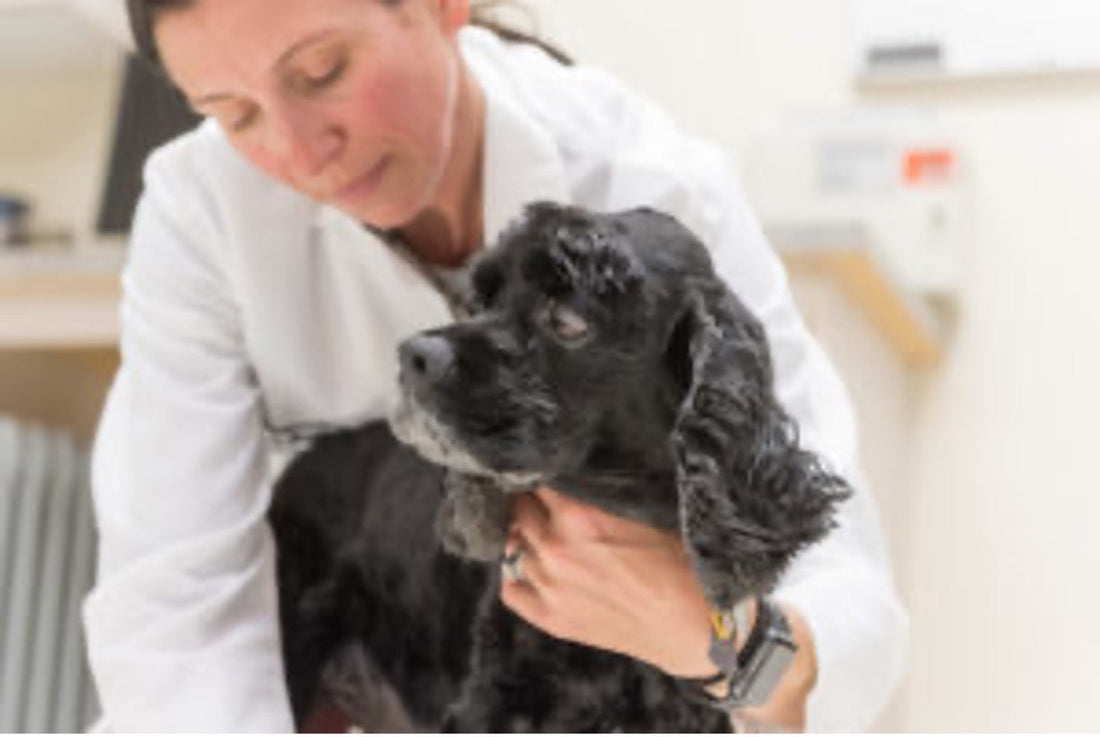 Researchers find the CBD health benefits in dogs including improving arthritis symptoms