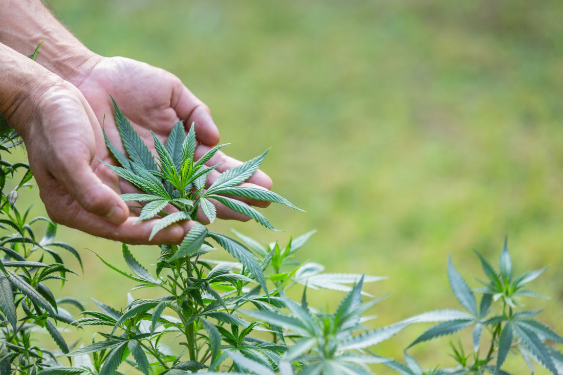 person holding cannabis plant