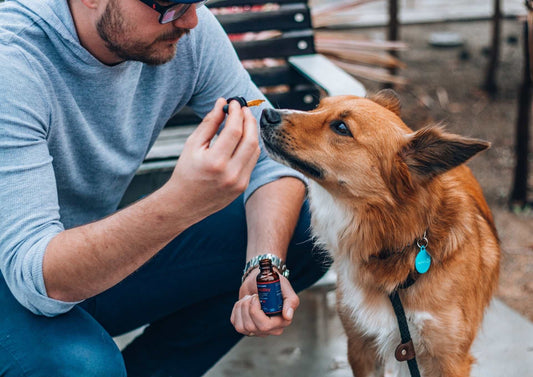 A senior Labrador or shepherd-mix lying calm on a weathered wooden porch in soft afternoon light, with a bag of Soothe Organic CBD Chews for Dogs on a small table beside the dog. No human face in frame. Wyoming-feel.