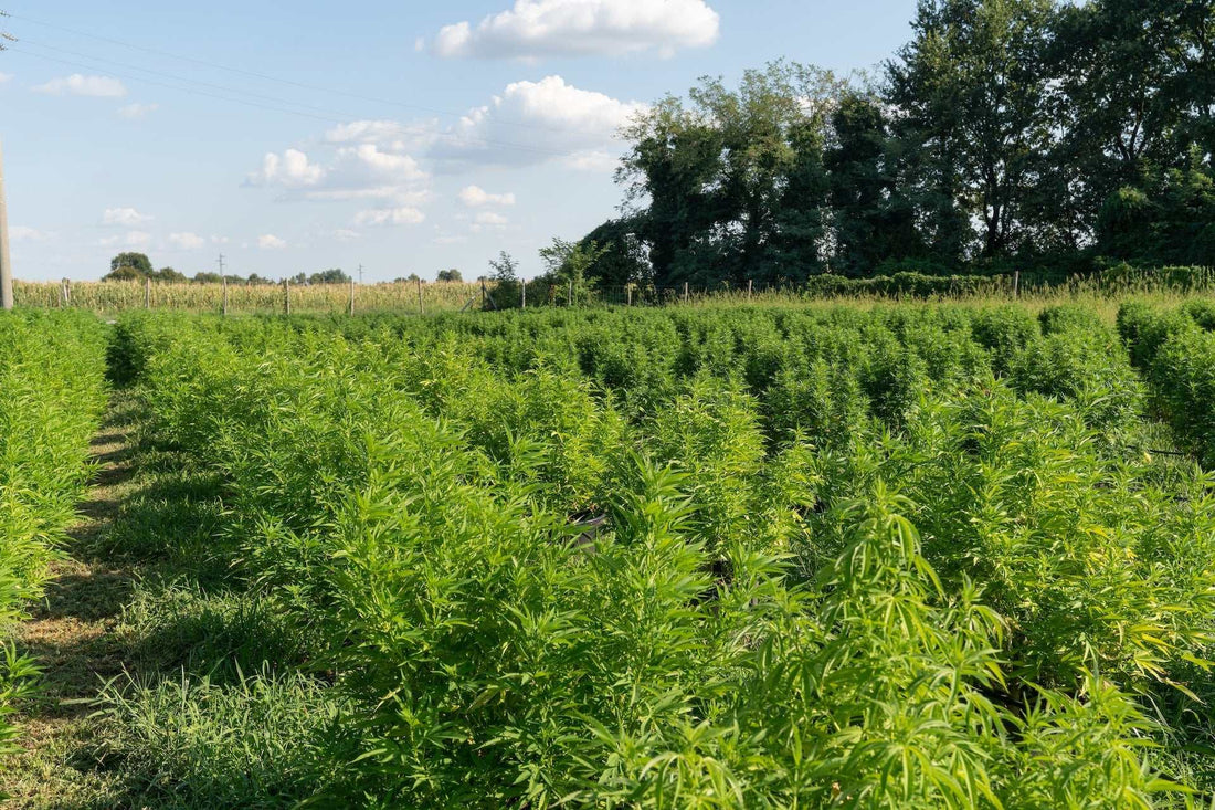 Wyoming hemp field at golden hour with mountain backdrop, USDA Certified Organic farm