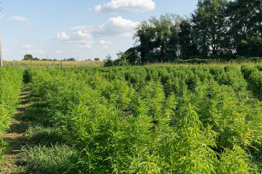 Wyoming hemp field at golden hour with mountain backdrop, USDA Certified Organic farm