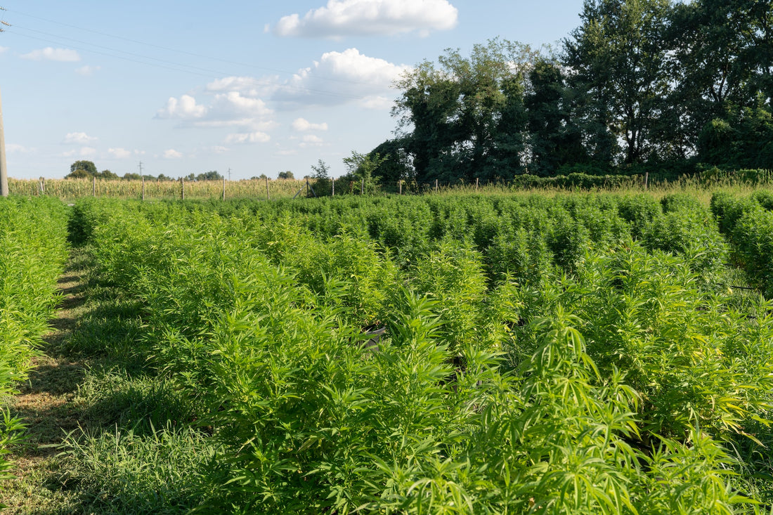 green cannabis field during daytime