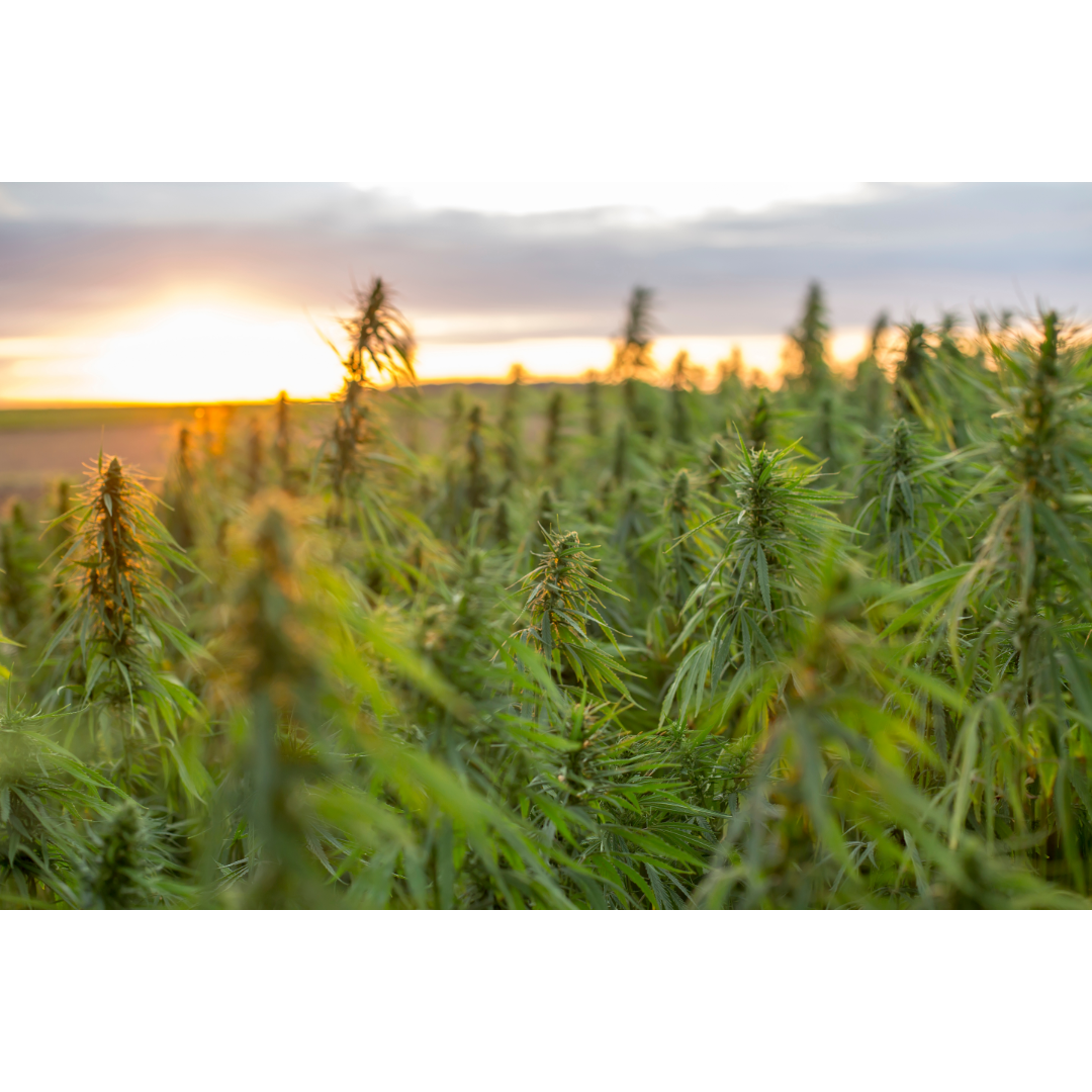 Organic hemp field at sunrise — where every Soothe Organic lab report begins