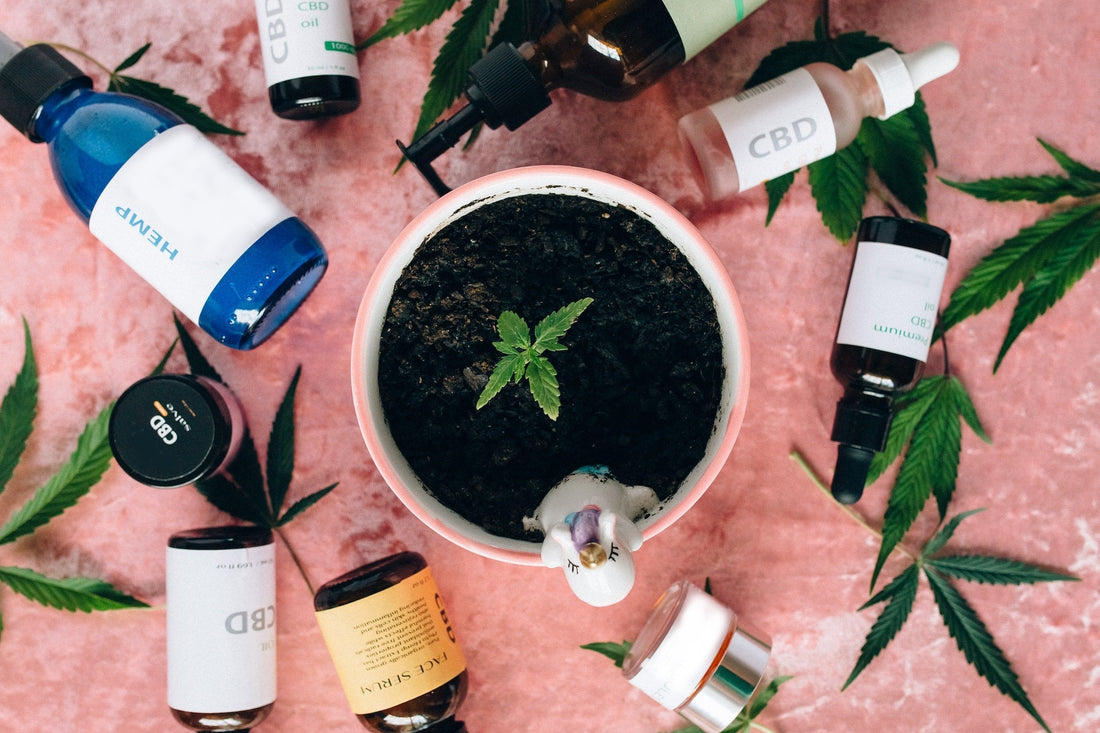 Overhead Shot of a Plant Seedling in a Cup and a Variety of CBD Products