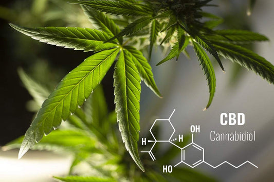 How CBD works with CB1 and CB2 receptors to support sleep, recovery, and stress. Plain-English science from a USDA Organic CBD brand.