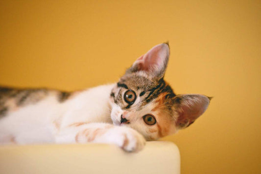 Calm tabby cat resting in a sunny window — illustration of a relaxed indoor cat for a CBD for cats guide."
