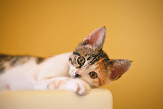 The Best CBD Oil Cat Treats: A Comprehensive Guide