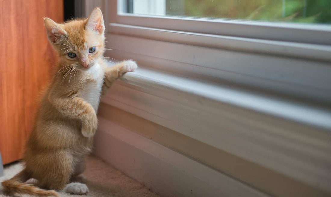 Why Your Cat Could Benefit from CBD Oil Treats: Unlocking Natural Wellness for Your Furry Friend