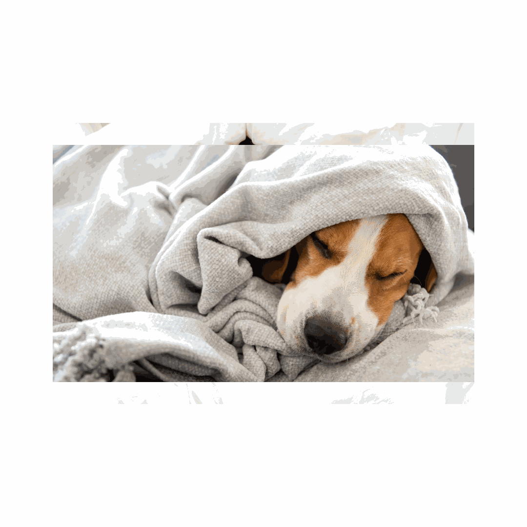 Premium CBD for Pets: 2026 Wellness Guide