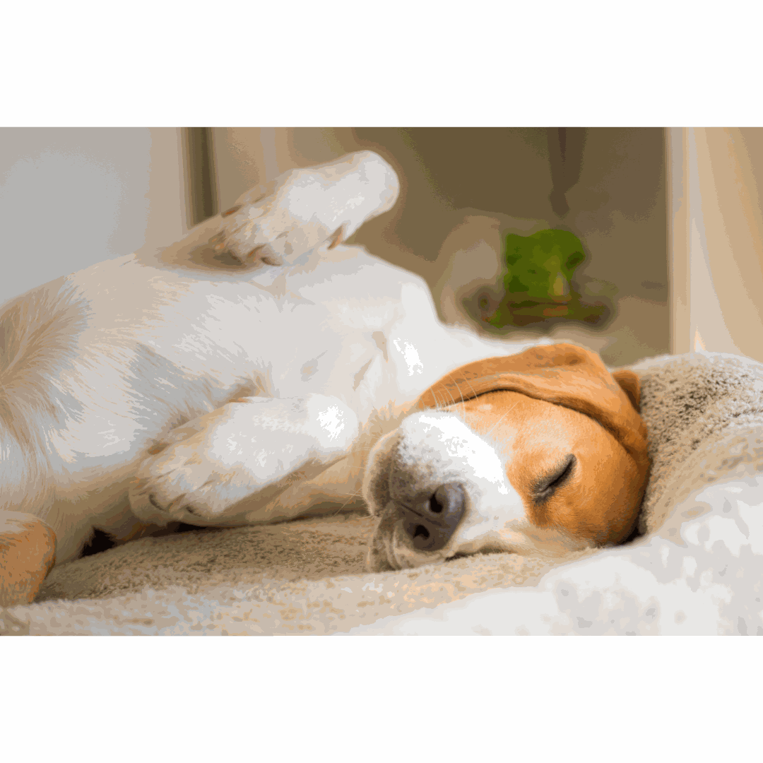 Dog sleeping calmly during a car ride — CBD for travel anxiety guide