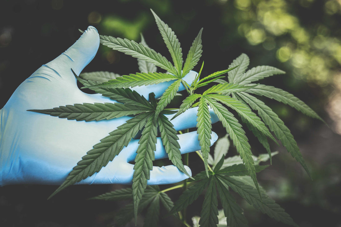USDA Certified Organic CBD Benefits: 2026 Guide